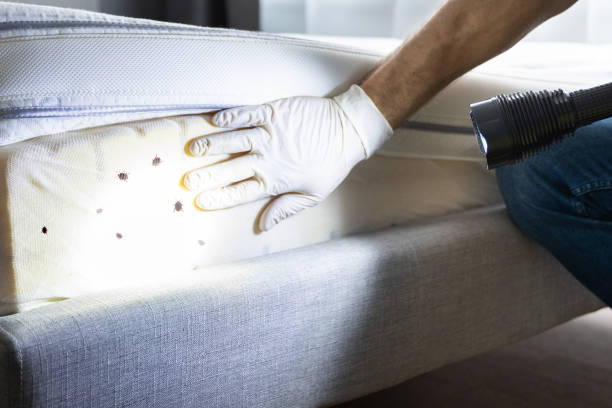 Best Flea Control Services  in Willoughby, OH