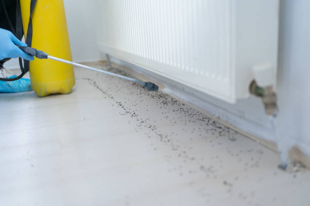 Best Affordable Pest Control Services  in Willoughby, OH